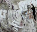 Unusual Petrified Wood (Araucaria) Slab - Arizona #31513-2